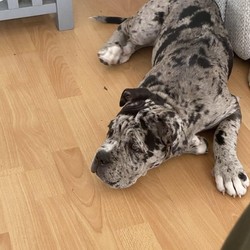 Adopt a dog:Cane corso blue Merle/Cane corso/Female/6 months,Blue Merle cane corso 6months old brought up with a family but due to work I can no longer have her