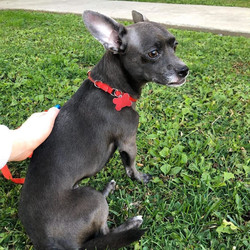 Adopt a dog:Greystoke/Chihuahua/Male/Young,Breed:  Chihuahua
Age:  1.5 yrs.
Weight:  10 lbs.
Good with dogs:  yes
Good with cats:  unsure
Good with kids:  no
Energy level:  high
Good with men/strangers:  yes
Hypoallergenic:  no

Special home requirements or medical:  No kids, another friendly and playful dog, household with not too many visitors, confident human.

Additional info:

Greystoke is starting to become less protective of his person and is learning to enjoy new people. Introductions just need to be done slowly and positively, we all know that come yummy high value treats will go along way. He can meet someone once and the next time he sees them will remember them and do just fine. He LOVES playing with other dogs and doesn't seem quite as selective with males or females as long as they are similar to his size, happy and playful. I think that Greystoke will do best with another dog to play with since he does become reactive to other dogs while on leash when he is not able to interact, but does well when he is able to meet them. A companion dog may help him burn his playful energy so he won't be a reactive when on walks.

If you are not ready to adopt just yet and would like to help in other ways, please consider clicking on the green “Sponsor Me” button above to help this dog receive the best care we can give. We rely on the generosity of others to make rescuing dogs possible.

IF YOU ARE INTERESTED IN ADOPTING THIS DOG, PLEASE MAKE SURE YOU HAVE READ THE DOG'S INFORMATION CAREFULLY.  ONCE YOU HAVE DONE SO, PLEASE DO THE FOLLOWING:
1.       Visit www.dogswithoutborders.org
2.      Then fill out an online ADOPTION APPLICATION -  http://dogswithoutborders.org/adopt-a-dog/adoption-application/
3.       Please wait to hear from our representative in approximately 48 hours on weekdays.
4.       To learn more about our adoption process, please look up our Adoption FAQ’s. - http://dogswithoutborders.org/adopt-a-dog/adoption-faq/
