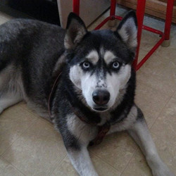 Adopt a dog:Cheyanne/Siberian Husky/Female/Adult,THIS IS A COURTESY POSTING ONLY, IF INTERESTED IN CHEYANNE, PLEASE SEE CONTACT INFORMATION BELOW.

Cheyanne  Age: 7 yrs, and weighs between 50 lbs to 60 lbs,  Siberian Husky Female (spayed)/Smaller than she looks in the pictures; size of a small Lab.

Rescue Story:  I was rescued from the shelter when I was about 2 years old and I’ve been really lucky to have a great Dad take care of me and love me for the past five years!! Sadly, my Dad is required to work out of the country for months at a time and my Grandma can no longer babysit me for long durations. Dad wants me to have the best life possible so he wants me to find a home where I can get all the attention and love I deserve. I’m a really a great pooch with a lot of great qualities that I’ll mention down below…keep reading!

Personality: I’m a great inside/outside pooch and of course I can handle some cold weather, let’s not forget, my roots are from Siberia! I’m very playful and I just love long walks… I have a lot of energy so I need my exercise and I love a lot of outdoor space. To be honest, I can get a little side tracked by all the lovely flowers and birdies flying by but if you like long walks and stopping to smell the flowers as well, then we are a match. I’m pretty good with kiddos ten years and older and do well with medium or large dogs. While on walks, I tend to get overly excited when I see small dogs but otherwise I’m great on leash.  I’ve lived most of my life not being around other dogs or cats so I’d probably do best as an only dog child. My Dad raised me with great manners so I don’t get on the furniture unless you allow me to…I won’t turn down an invitation to cuddle with you on the couch!  And of course with good manners includes being potty trained, which I am!  At Dad’s house I like to sleep in the hallway next to the bedrooms so I can keep an eye on everything. That’s just me, loving and protective over my family.

Medical: Healthy/ Spayed/Micro chipped

Would Do Best: I would do best as an only dog child and with kiddos ten years old and older. Also, if you know about Siberian Husky traits, that’s a plus!

**For more information, please contact:  willnado2@gmail.com

** Adoption fee & application will apply