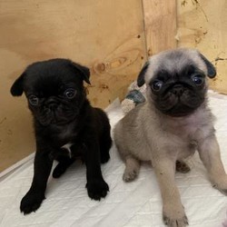 Adopt a dog:Beautiful pedigree pug puppies/Pug/Male/5 weeks,Gorgeous little  male pug puppy brought up in my own home with love and the best of everything looking for forever loving home for my baby boy available now to a wonderful 5 star home he is wormed fleed microchipped and first injectio