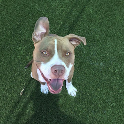 Adopt a dog:Danbury/Pit Bull Terrier/Male/Adult,Meet Dansbury! This handsome 1.5 year old is a Pitbull Terrier (50-55 lbs.) He is so sweet with everyone and just has a lot of love to give. Dansbury is always smiling - he has a very hopeful, humble, and engaging energy to him. He absolutely loves the attention and could be the only dog in the home but he also would do fantastic with other dog(s) in the home his size. 

Dansbury is veyr energetic and gets excited easily. He is a medium-high energy level dog but will calm down once he is exercised. He will need a family that can exercise him daily with walks, runs, and hikes. With a proper structure inside the home and adequate exercise, Dansbury is going to be the best friend you have always dreamed of. He's just so sweet, active, and ready to go on adventures with you.