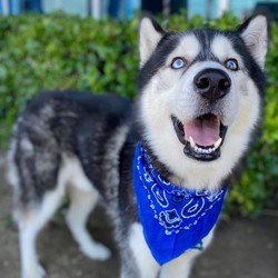 Adopt a dog:Balto/Husky/Male/Young,Meet Balto! Balto is an active dog who is perfect for adventures, like walks and runs. An adventure that he loves is a visit to the snow! Balto does well with children, other dogs, and family cats. Balto is a houdini like most huskies. If interest in Balto please fill out our adoption application on our website petrescuesolutions.org