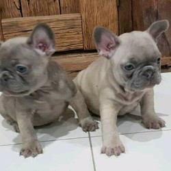 Adopt a dog:French Bulldog Puppies for Sale/French Bulldog/Male/Female/Younger Than Six Months,Lilac, Lilac Fawn, Lilac Fawn Sable french bulldog puppies ready to go to their forever home.Clear of all hereditary diseases.Vaccinated,micro-chipped and comes with pedigree papers.Ready to go on 02/08/2020Price varies from $6k-$8kMDBA#12935BIN#4004556570