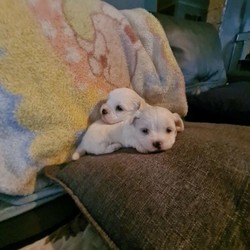 shih tzu maltese tsu