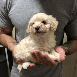 moodle puppies for sale