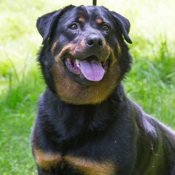 Female Rottweiler is available for adopt picture