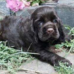 Melone/Cocker Spaniel/Male/,Melone is a gorgeous Cocker Spaniel puppy. He has a beautiful head, soft, thick coat and such an easygoing, loving personality. He loves attention and wants to see what is going on. His parents are very loving smart dogs. I have raised and showed Cocker Spaniels for almost 40 years. Melone will come with AKC registration, a 6 generation pedigree and microchipped for his protection. He will be vet checked and current on vaccinations. Here is your chance to get a beautiful, smart Cocker Spaniel puppy for your very own. Call today and he will give you many years of love and happiness!