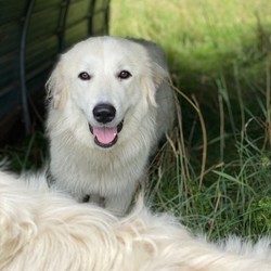 Adopt a dog:Josie - Western NH/Great Pyrenees/Female/Young,Dog name and description:


Josie - Western NH

She would do good in a family with another dog.  She is slower to warm up to MEN  No small children. She needs a FENCED  yard to burn off energy in. She is good on a leash and loves to ride in the car.  She will not share her food with other dogs but is not aggressive with them, she warns them 