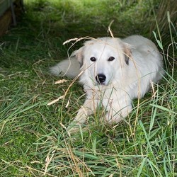 Adopt a dog:Josie - Western NH/Great Pyrenees/Female/Young,Dog name and description:


Josie - Western NH

She would do good in a family with another dog.  She is slower to warm up to MEN  No small children. She needs a FENCED  yard to burn off energy in. She is good on a leash and loves to ride in the car.  She will not share her food with other dogs but is not aggressive with them, she warns them 