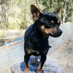 Adopt a dog:CHIHUAHUA BEST COMPANION/Chihuahua (Smooth Coat)//Older Than Six Months,Chihuahua Born 16 /07 /18 Male Desexed.3.5kg and just turned two.The best temperament for a Chihuahua you will find. He will make the best and happiest companion for someone.Looking for his forever home.He is just as comfortable inside as outside.Will let you know when someone comes to your door.He is extremely friendly, he has no snarl, growl or bite towards other people.Past the stage of chewing your shoes.He makes a great lap dog, just loves pats and belly rubs.Will even try hugging you with his paws.Always wagging his tail. Loves to meet and greet people on walks.Black & Tan with the the slightest sliver of white down his chest.Loves life. Loves walks and exploring.Up to date with yearly vaccination and heartworm injection papers and worming.Extemely affectionate and cuddley.Very good with getting his nails clipped.Only to the best of caring homes.Is not registered with pedigree papers.Ph. ******4445 REVEAL_DETAILS Queensland Breeders No : BIN0003300156101