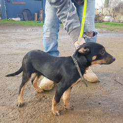 Adopt a dog:Female Kelpie pup/Australian Kelpie//Younger Than Six Months,Working bred Kelpie pup$500 plus $90 vet check, micro chip and vaccinationPup showing very keen interest and excellent working instincts.Text for more information or photo