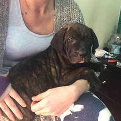 Neapolitan mastiff x bullarab pups/Neapolitan Mastiff/Male/Female/Younger Than Six Months,Beautiful natured neo x bullarab puppiesReady to go to there forever Homes todayPlease let me know if u are interested in male or female and I will send photosMicrochipVaccVet checked