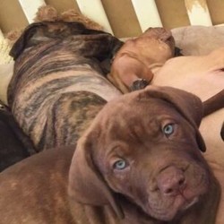 Neapolitan mastiff x bullarab pups/Neapolitan Mastiff/Male/Female/Younger Than Six Months,Beautiful natured neo x bullarab puppiesReady to go to there forever Homes todayPlease let me know if u are interested in male or female and I will send photosMicrochipVaccVet checked