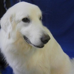 Adopt a dog:CHUNK/Maremma Sheepdog/Male/Young,Hi, my name is CHUNK and I'm a neutered male about 3- 1/2 yrs old  .I'm a terrific looking dog!  I'm confident, animated and very expressive,  However, I'm not going to be able to get along with everyone.  I'm very particular about who I like and who I don't and can be a real jerk from time to time.  Some times I'll let you pet me and other times I'll growl and tell you to leave me alone,  I can be a real 
