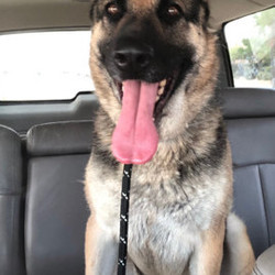 Adopt a dog:Millie/German Shepherd Dog/Female/Adult,Millie is a gorgeous 3 year old spayed female. She is highly energetic and plays well with others, but not little dogs. She is stunning and sweet! A great dog to add to a family that wants a life long companion.