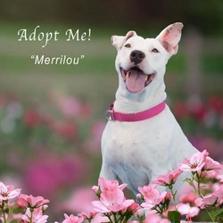 Adopt a dog:Merrilou/American Bulldog/Female/Senior,Merrilou is a world-class smiler. She's happy like this all day long. Sweet to everyone, and she absolutely loves other dogs. She is a ten year old deaf American Bulldog/Jack Russell Terrier mix.
Need some cheering up? Some motivation to get out and get some fresh air everyday? Merrilou is your girl! It's impossible to look at Merrilou and not smile.
Merrilou has graduated from Basic and Intermediate Obedience group classes.
To meet Merrilou, please fill out an application for adoption: http://www.deafdogrescueofamerica.org/adoption-application.html

Please note that we are unable to respond to inquiries, emails or phone calls. Our adoption process starts with completion/submission of an application for adoption. All applications are reviewed as quickly as we can, and our adoption process is not first come, first served. We select our adoptive homes according to what our dogs/puppies require. If you are selected as an appropriate match, you will be contacted to set an appointment to visit the Ranch and meet Merrilou.