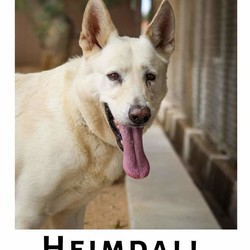 Adopt a dog:Heimdall/German Shepherd Dog/Male/Adult,He is a 6 year old pure white German Sheppard. You would not be able to tell that with the way he plays! Have something to throw? He will go get it! Fetch is his favorite. 

When he first came to APET he was very scared, he did not understand why he was with us. Then he got fixed and had to recover in a place he never knew before. When he feels safe, he is the best dog ever. When he is scared, he loves to be talked to like he is a baby and on his level 

Heimdall deserves to be in a constant and safe home where he gets lots of love and play time. Come meet him in person and fall in love! Schedule an appointment by messaging u