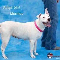 Adopt a dog:Merrilou/American Bulldog/Female/Senior,Merrilou is a world-class smiler. She's happy like this all day long. Sweet to everyone, and she absolutely loves other dogs. She is a ten year old deaf American Bulldog/Jack Russell Terrier mix.
Need some cheering up? Some motivation to get out and get some fresh air everyday? Merrilou is your girl! It's impossible to look at Merrilou and not smile.
Merrilou has graduated from Basic and Intermediate Obedience group classes.
To meet Merrilou, please fill out an application for adoption: http://www.deafdogrescueofamerica.org/adoption-application.html

Please note that we are unable to respond to inquiries, emails or phone calls. Our adoption process starts with completion/submission of an application for adoption. All applications are reviewed as quickly as we can, and our adoption process is not first come, first served. We select our adoptive homes according to what our dogs/puppies require. If you are selected as an appropriate match, you will be contacted to set an appointment to visit the Ranch and meet Merrilou.