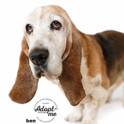 Adopt a dog:Ben/Basset Hound/Male/Senior,Ben is a senior with some stress anxiety until he gets to know you. Ideally a low key home situation with stay at home people would be best.  Submit an adoption application on our website at www.daphneyland.com and a volunteer will be in contact shortly!