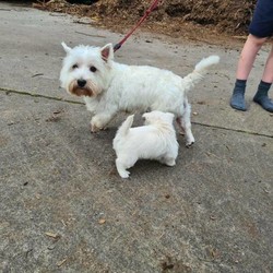 West Highland White Terrier (Westie)/West Highland White Terrier//Younger Than Six Months,15 week old Westie Girl is now ready for her new home.I am a registered breeder with Dogs Victoria members No 3100048367 Prefix Quantox. Source number is RB115108.Puppy has been raised in a family environment - incl children, 3 dogs, and some chickens! Puppy can sit if offered roast chicken and is happy on a lead. Toilet training during the day has started with only a few accidents.Puppy is microchipped, vet checked, sold on limited register (not for breeding or export) and vaccinated (at 6, 10 & 14 weeks). She's been wormed every two weeks then monthly from 12 weeks of age. Puppy has also received flea treatment.Puppy is sold with a 21 day health garantee.Comes with a puppy pack incl dry food, wet food, lots of information and toys.This is a very reluctant sale (hence puppy is 15 weeks old), we have decided she does not meet our breeding standards.Please initially email with any questions, we'd love to hear a from you.Mum is shown in the second photo, Dad is the dog in the last photo.A little bit about Westies:The beautiful, shaggy coat, button nose and small, erect ears give this breed a cute and cuddly image. Their bodies are compact and their heads have a fox-like appearance. The coat, however, is their hallmark: a double coat, the outer coat being straight, hard hair and the under one being soft and plentiful. Their movement is free, straight and easy.West Highlands are cheeky, confident and affectionate characters. They are alert and courageous, making them good guard dogs. They are also totally loyal to their families. They make excellent playmates for children both indoors and outdoors because they can withstand rough play.