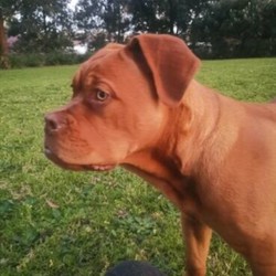 Adopt a dog:Purebred Dogue De Bordeaux 5months old/Dogue De Bordeaux//Younger Than Six Months,Unfortunately we can't keep him because we are moving in to the apartment.Lovely puppy, very good with kids and well socialised with other dogs.Not desexed. Vaccination all done, regularly wormed.To a good home only.