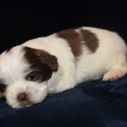 Beau/Shih Tzu/Male/,Hi there! My name is Beau. I have just met you, and I love you. My current family has raised me to be the most amazing little puppy you will ever meet. I love to play, take naps, and give kisses. I am a great puppy and will come home to you up to date on my vaccinations and vet checks. I am in search for stuffed animals and toys; will you help me find them? I love to play with everyone. Will you be my new family?