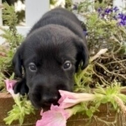 Nessa/Labrador Retriever/Female/,Hi! It sure is nice to meet you! My name is Nessa and I am looking for a friend like no other. Hopefully, a friend like you! I just know you'll love me. I'm playful, smart, and I give grade-A puppy kisses. We'll have tons of fun together, whether it be snuggling up for a movie marathon or running around in the yard causing a ruckus. Everyone will be envious of the bond we will share. Call that number now so that you can bring home your newest puppy pal!