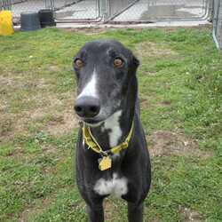 Adopt a dog:Roadie/Greyhound/Male/Adult,Roadie here was returned for some behavior issues.  However, once he was examined by a vet, it was discovered he had all kinds of health problems that were causing him to be in pain, which in turn caused him to act out.  
This big boy is now returned to his natural happy state after healing from his health problems.
He has a darling overbite, and when he sniffs his nose moves completely sideways.
Race name TMC's Road Trip.  Not cat friendly.  should go to an experienced greyhound home...but he is a fun and friendly guy!  Strong personality.