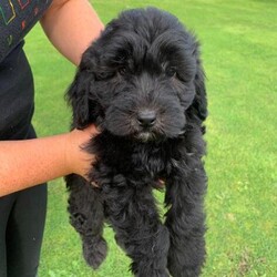 Adopt a dog:Cockerpoo puppies/Cockerpoo/Male/11 weeks,Only one boy left ,F1 boy cockerpoos for sale mum is a gorgeous big girl who is our very loved family pet. Dad is a jet black Miniature poodle. Pups are in the best of health and are looked after with the upmost loving care, are handled daily and used to kids and a busy household. Pups are wormed and flead regularly and have First vaccs booked for Middle of October. Pups will leave wormed and flead, with blanket with mums scent, ( and vaccinated unless advised not to by owner as vets countrywide do not have the same vaccinations and can have reactions to pups when mixed with different batches). Please feel free to message me with any questions.