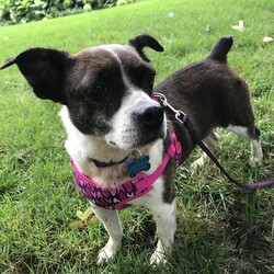 Adopt a dog:Star/Terrier/Female/Adult,Meet Star! Star is a energetic 7 year old Boston mix. She loves belly rubs and cuddles, just as much as long walks. She's working on learning redirection while walking in order to avoid barking at cars, dogs, and people passing by. Star gets along well with her large breed foster family's dog, but would prefer to be in a single dog household. She isn't a fan of thunderstorms, but is easily comforted with a snuggle. Star is responsive to her name, will come when called, and even knows how to sit! She loves her bedtime and would enjoy a cozy spot at the end of your bed. This sweet girl will appreciate all the love you can give! Her big soulful eyes are sure to win you over! 

Star came into rescue heart worm positive. She is currently undergoing treatment that she can complete, at Starfish's expense, with. her new family. She needs to be kept calm for the remainder of her treatment but she will recover fully and have zero side effects from this. 


The adoption fee of $300 will include spay/neuter, microchip, age appropriate/required vaccinations, treatment for heartworm and any other necessary medical treatment to assure a healthy new pup for your family.

IMPORTANT DISCLAIMER: Although we do our best to describe breed, since our pups all come from shelters we can not and will not make any guarantee on breed or size. We can tell you that they are 100% RESCUED! And that is the BEST breed!
If you are interested in adopting/meeting , please visit our website at www.starfishanimalrescue.com or you may complete the online adoption application on our Facebook Page https://www.facebook.com/starfishanimalrescue/app/134425496630143/?ref=page_internal Once you complete and submit your dog adoption application we will set up an appointment to meet this pup!

*please note that we are a foster home based rescue and we do home visits as part of the adoption process - we are unable to adopt to families who live outside of the Chicago and surrounding suburbs. Thank you for your understanding.