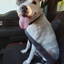 Female Pit Bull Terrier is available for adoption