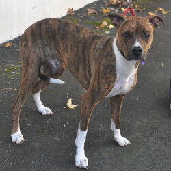 Adopt a dog:Bella/Boxer/Female/Adult,Hi, my name is Bella. I am a beautiful 2 year old, 60 lb girl. I do well with other dogs and I am so precious. I am beautiful and loving. I enjoy going on walks, too.

My adoption fee is $250, which includes my spay, shots, heartworm testing, and microchipping. You can find the adoption application and process on our website www.orphanannierescue.org. 

You must live in metro Atlanta to adopt me.