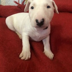 Bull Terrier is available for adoption