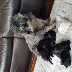Adopt a dog:KC Registered miniature schnauzer pups./miniature schnauzer/Mixed Litter/12 days,we have beautiful miniature schnauzer puppys we have black / pepper &salt they are all kc registered with paper work to prove and will also have first vaccinations along with a health check and micro chipped also with all paper work to prove. they are raised in a family environment around kids mum & dad have a great temperament along with pups they are a non malting breed to caring homes only. Deposit secures.