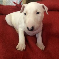 Bull Terrier is available for adoption