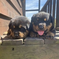 Two female German Rottweiler Pups/Rottweiler/Male/Female/Younger Than Six Months,German pure bred stumpy tail Rottweiler puppies , parents DNA tested along with proven lines , weighing 1kg by one week old . Big healthy pups . Parents are very kind and loving , raised in home with all worming, flea treatment, microchipping and first vaccination . They are 3weeks old now and will be ready in approx 5weeks . Price $3700 ******0663 Reg Breeder of ethical standards fur & Family first RH280663 , good homes only Available 27th November REVEAL_DETAILS One long tail femaleOne stump female long tail left