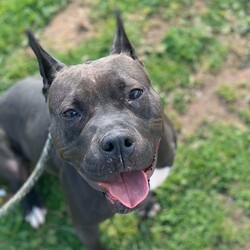 Trixie 43922/Pit Bull Terrier/Female/Adult Adopt a dog:Trixie 43922/Pit Bull Terrier/Female/Adult,Hey! My name is Trixie! I am a spunky girl hanging out at the AHS Shelters! I am a sultry, beautiful doggie with a gorgeous black coat and a cute little white patch by my heart! Three words to describe me are energetic, playful and lovable! I'm an affectionate girl who needs to be the apple of your eye, so I would do best as the only animal in a child free home. I love to get outside, play and soak up the sun running around to get some exercise. I'm yours for the taking, all you have to do is call!!!