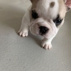 Purebred French bulldog puppys/French Bulldog//Younger Than Six Months,I have 2 gorgeous purebred French bulldog (male)They are ready to go to there new home on the 4th of November.They will be microchip, vaccinated and wormed before going to his new home.Please text or call for any questions serious buys only.$7500 pet onlyI am a registered breeder with the MDBA