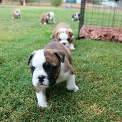 British Bulldogs/British Bulldog//Younger Than Six Months,5 beautiful Bristish Bulldog pups are looking for their new homesReady for go from 16th NovemberWormed at 2, 4, 6 and 8 weeks. They will come vaccinated and microchippedParents are both of great natures. Great with kids and other dogs. Coming from a family environment, these babies will be the best addition. Mum is brindle and white pied. Dad is lilacBoy 1 & 2 $6500Girl $5500Boy 3 & 4 $5500Non negotiablePlease contact for more info or viewingBIN# 4100020218WalgooanCanine control council qldMicrochip# 956000009594209
