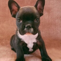 French Bulldog Puppies (Pedigree)/French Bulldog/Male/Female/Younger Than Six Months,We have a lovely litter of pedigree Frenchies. 2 X cream and 1 X brindle. All boys. All DNA clear. All carry colour. Reg breeder MDBA 12608. Pups come reg, vacc, micro chipped and we'll socialised. We supply puppy starter pack and puppy folder with every pup. Parents both have excellent breathing and no health issues.