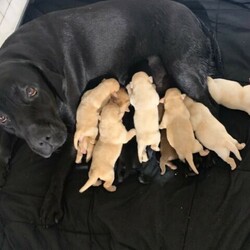 Adopt a dog:Purebred Labrador Puppies/Labrador Retriever/Male/Female/Younger Than Six Months,I have a beautiful litter of 10 Purebred Labrador Puppies6 boys & 4 femalesThey will come microchipped , vaccinated wormed & vet checkedThey do not come with pedigree papersAnd only selling to the best of homesAble to freight pups at buyers expenseNo time wastersCall or text ******7447 REVEAL_DETAILS Registered with mbda #16820