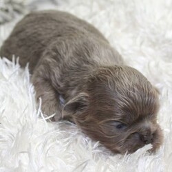 Adopt a dog:Divine Shih Tzu Kc Imperial Puppies/Shih Tzu/Male/Female/2 weeks old ,BEAUTIFUL IMPERIAL SHIH TZU PUPPIES 

We can deliver, even during any lockdown.

As per Defra guidelines: Breeders are allowed to deliver puppies to their new homes during lockdown. 

During lockdown, 'visits' will take place via Facetime, using Zoom, Teams, or Google Meets. Once reserved, new families will get regular updates and further virtual 'visits'. 

We have 5 quality pedigree true Imperial Shih Tzu puppies each looking for their new family, and all will be Kennel Club registered with no endorsements. 

The sire (lilac wrapped in cream carrying tan points) is direct from US import and is from an impressive bloodline of Karashishi and Sweet Tooth, whilst the dam (solid chocolate carrying blue) is from US import Sir Gizmo of Fowlerville and has Karashishi, Dee and Sweet Tooth in her lineage. The puppies have a coefficient of 1.3%, which is well below the annual breed average, thus ensuring a good mating, with very little line breeding. Both parents are Kennel Club registered and have a 5 generation pedigree, which can be viewed on meeting. They weigh 7 and 8 lbs, respectively, and are top quality true Imperials. The dam, Lulu, is our family pet, whilst the sire, Toby, is an impressive stud dog from Nikki Mini Shih Tzu. Both have lovely temperaments, no health issues, and Lulu can be seen with the puppies.

The 2 girls and 3 boys will be ready for their new homes at 8 weeks of age, on the 15th. December. This will ensure that they have the best possible start regarding development, and general well-being. They will be vaccinated at 8 weeks with Vanguard DHP/L2, will have been wormed at 2, 5, and 8 weeks with Panacur 10% and be fully weaned and started training to puppy pad. They are being reared in the hub of our home, and will be socialised with our other dogs.

Girl 1
Solid chocolate, liver points, carrying blue, may carry tan points - stunning little girl. RESERVED (New family found)

Girl 2
Chocolate/white parti, liver points, carrying blue, may carry tan points – will be a very pretty girl. 
RESERVED (New family found)

Boy 1
Solid chocolate with thin white stripe down centre of head and small amount of white on chest, liver points, carrying blue, may carry tan points – absolutely stunning
£2500

Boy 2
Chocolate/white parti, liver points, carrying blue, may carry tan points – impressive markings, will be a handsome boy 
£2500

Boy 3
Full lilac, may carry tan points – very special top quality little boy.
£3500

Each puppy will come with:

* Puppy Contract of Sale

* Kennel Club registration document (which records puppy’s KC name), ready for transferral into your name, which will then
give you access to excellent Kennel Club support regarding Shih Tzu breed, health, welfare, training etc.

* 5 Generation Pedigree Certificate for your puppy, recording its own individual KC name

* Microchip document ready for transferral into your name

* 5 weeks free Kennel Club insurance, already activated

*Worming and Flea treatment record.

* Information regarding feeding, grooming, breed characteristics

* Veterinary check - at 8 weeks

* Health card showing a record of first vaccination with Vanguard DHP/ L2 (one at 8 weeks)

DELUXE Puppy Pack

* Puppy bed - medium size, sumptuous and cosy and washable, to last far beyond puppyhood

* All Shih Tzu book - a large and substantial 347 page comprehensive guide to everything Shih Tzu - invaluable

* Puppy soft toy – to last from puppy through to adulthood

* Puppy teething toy/bone - robust, tried and tested

* Puppy rubber treat ball – robust, ideally sized for small mouths

*Puppy food pack - food as eaten by our puppies

* Puppy pads - good quality and highly absorbent

* On-going support from us, if required - we are only a phone call away.

All items in the puppy pack are tried and tested on our own dogs, and therefore considered ideal for our Imperial Shih Tzu puppies.

We are proud to be members of The Shih Tzu Club. All questions welcome, as we understand this is an important decision for any new family.

** Find us on Instagram - Divineshihtzu.

Please message or phone to arrange a viewing. After this, if the meeting is successful, and one of these excellent puppies is for you, then a non-refundable deposit of £375 will reserve the new member of your family.

VERY HAPPY TO HELP GENUINE PROSPECTIVE NEW FAMILIES

PLEASE NO TIME WASTERS OR PICTURE COLLECTORS. WE HAVE A VERY BUSY SCHEDULE WITH OUR DOGS AND TIME IS KEY.

PROPERTY SECURITY INSIDE AND OUT.

DUE TO OTHER ADVERTISERS COPYING MY WORDING, MAY I POINT OUT THAT THIS ADVERT IS COPYRIGHTED AND ANY INFRINGEMENTS WILL BE REPORTED TO PETS4HOMES.