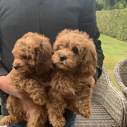Cavapoo is available for adoption