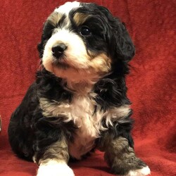 Nova/Mini Aussiedoodle									Puppy/Female	/6 Weeks,Say hello to Nova, an absolutely irresistible Mini Aussiedoodle who is bursting with love, charm, and personality. Nova is the perfect blend of her wonderful parents—Ariel, a gentle and devoted 30-lb Australian Shepherd, and Emerson, a 10-lb Mini Poodle who thrives on attention—both genetically clear for your peace of mind. As an only puppy, Nova has enjoyed endless cuddles and one-on-one time, making her exceptionally sweet, confident, and people-focused. She is playful yet loving, the kind of puppy who will happily chase toys and then curl up in your lap. Nova comes up to date on all vaccines and deworming, has had a recent vet exam, is microchipped, and includes a one-year genetic health guarantee. She will also go home with a thoughtfully prepared starter kit (food, toy, blanket, and more) to help her settle in comfortably. Nationwide delivery is available by ground transport or flight nanny, and pickup is always welcome. Nova isn’t just a puppy—she’s a loyal companion ready to light up your home and heart. 
