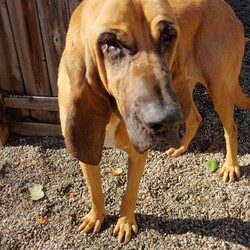 Adopt a dog:Myrtle/Bloodhound/Female/Adult,If you are interested in adopting Myrtle, please complete our adoption application on our website at www.bloodhoundrescue.ca Our adoption fee and process are also on our website.

Mrytle is looking for an active home with lots of play time. She is a very tall girl and will require a 6 ft fence to keep her safe. Mrytle is good with the other dogs in her foster home except tall dogs and she can be picky with them. She is probably in the 3 - 5 year range and is very active. She would do best in a situation where there is plenty of opportunity for exercise and play. As noted a secure tall fence is required. She is tall, has long runway legs, and she is quite aware of the height advantage of standing on her hind legs to see over things. She has been a very good girl in her foster home and is housetrained. 

Myrtle is currently fostered near Pittsburg Pennsylvania. With the help of volunteers, transportation to her forever home can possibly be arranged. Please enquire