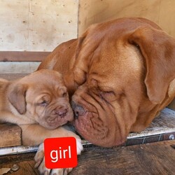 Adopt a dog:French Mastiff & Neapolitan Mastiff puppies/Mastiff/Male/Female/Younger Than Six Months,One girl left in search for an adopting family,. They 4 weeks old tomorrow, already big in size and willkeep growing to be large big dogs as you can see the parents in pictures. Mum isover 55 kg Dogue de Bordeaux andfather 70 kg Neapolitan Mastiff. This isthe first litter for our mum and she is avery good mother to her puppies.Parents are lovely gentle and loyal familyfriends . They need your attentions andlove and as they not very energetics theystill love to follow you around have abath in the dam or sleep on your legwhile you relaxing. They are very goodwith kids but you need to be watchingthem if you have young toddlers because the dogs are not aware of their weight