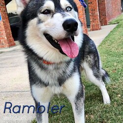 Adopt a dog:Rambler/Siberian Husky/Male/Adult,Rambler is about 3 years old and just recently joined the TXHR Family!  He is settling in great at his Foster Home.  We don't know a lot about his personality but we do know Rambler is dog friendly and about as handsome as they get.  Unfortunately he is HW+ so will need to go through treatment before he will be available for adoption.  So please stay tuned for updates and availability on this Ramblin' Man...don't stand to close to the flame, your heart will never beat the same.