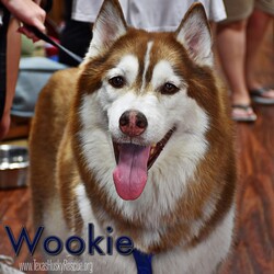 Adopt a dog:Wookie/Siberian Husky/Male/Adult,Wookie is a big, quiet senior red who is very soulful, and likes human company more than being a part of the pack. He prefers to hang by himself and loves to be around his special people. Wookie has a strong voice that sounds bigger than he is. Although he will occasionally play a little with other dogs at his Foster Home, he is generally a little picky about most dogs and does not like to share. He is not cat friendly and isn't really a fan of smaller dogs. Wookie isn't high on energy but will play with a tennis ball and LOVES stuffed animals to tear apart and carry around - Wookie also loves to watch TV and hang with the family for quiet snuggling on the couch or spend time hanging outside on a patio. Wookie loves car rides but will need help if he needs to jump up into a higher vehicle.

Originally it was reported that Wookie was deaf, this is unlikely, we think he just had a strong case of husky selective hearing!