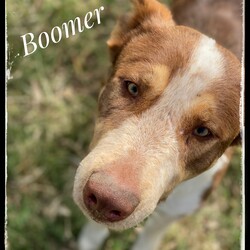 Adopt a dog:Boomer/Shepherd/Male/Young,Hi there! I'm Boomer! Yes, I know, I'm very handsome. I get it all the time. I was dumped on the side of the road one day with three of my family members; one of my siblings didn't make it. The cool folks at ARFhouse found us and somehow got all of us into their car and drove straight back to the sanctuary. 

I am a super sweet, fun-loving Shepherd mix; I am approximately 2 years old and I weigh 73 lbs. I am a big boy and I need a big yard so that I can run and play anytime I want! I would not be suitable for an apartment. I get along great with other dogs, love people and will make a wonderful addition to your family! 

The fee to adopt Boomer is $200.00; this includes spay/neuter, deworming, vaccinations and a microchip. If you are interested in adopting Boomer, please visit our website. www.arfhouse.org and fill out an adoption application. 

**Please Note: Boomer is currently located at our facility in Sherman, Texas. Adoptions are by-appointment only; if you would like to meet Boomer, please fill out an application on our website. Once we have an application, our Adoption Coordinator will follow up with you ASAP.