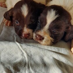 Adopt a dog:Beautiful Springer Spaniel Puppys For Sale/English Springer Spaniel//6 weeks, 4 days old ,Beautiful liver and white springer spaniel puppys 2 dogs and 1 bitch left ready too live 29th of November also will have first vaccine, microchip full vet check mother is a family pet kc 
Registered very loving temprement, who are good around children dad is also kc Registered